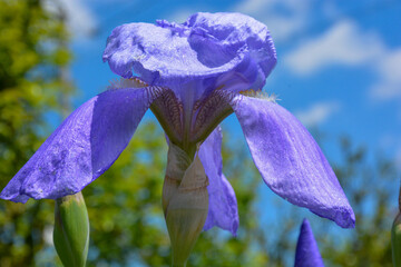 アイリス(イリス)の香りが好きな方におすすめの香水｜エレガントなアイリス