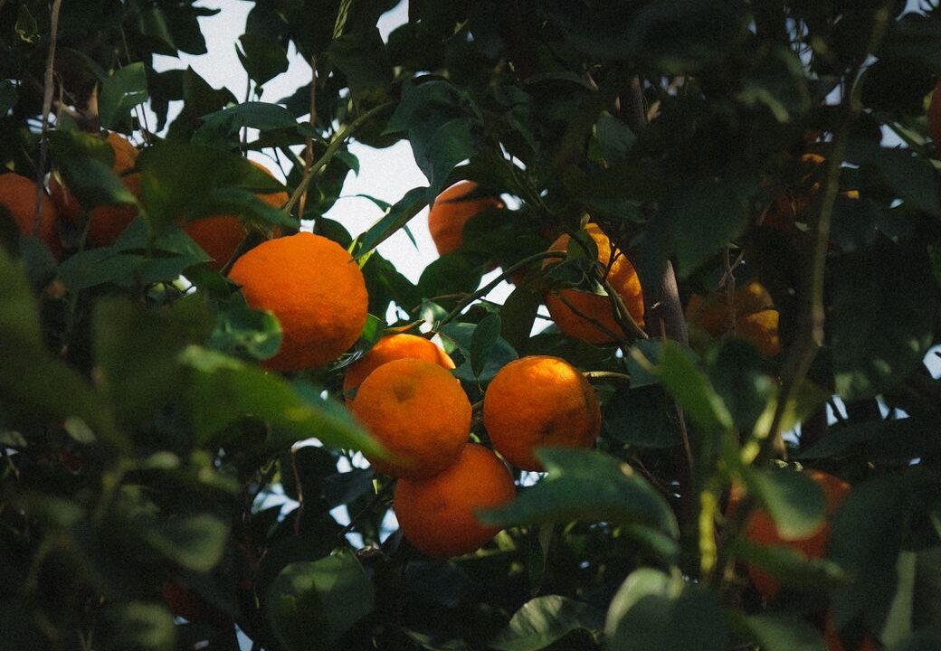 Atelier Cologne Orange Sanguine 深掘り — ブラッドオレンジの代表作