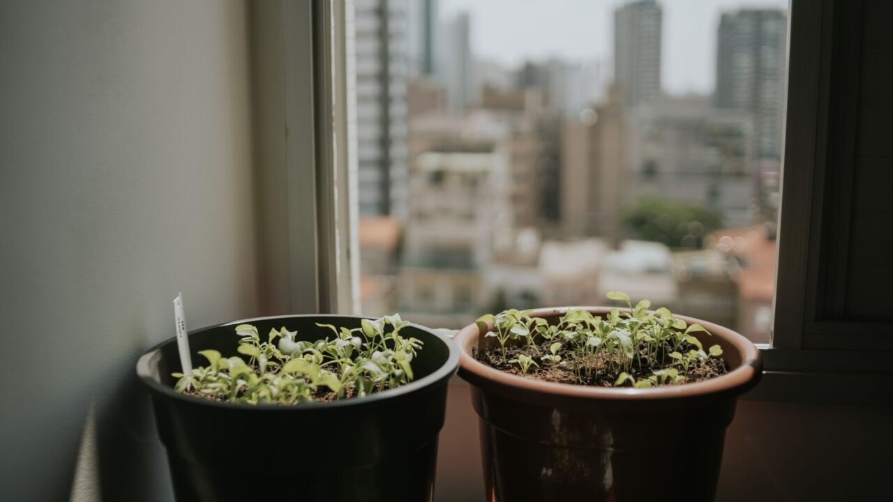 観葉植物 初心者の選び方 5選 — 枯らさず育てる品種と鉢/土/置き場所の基本