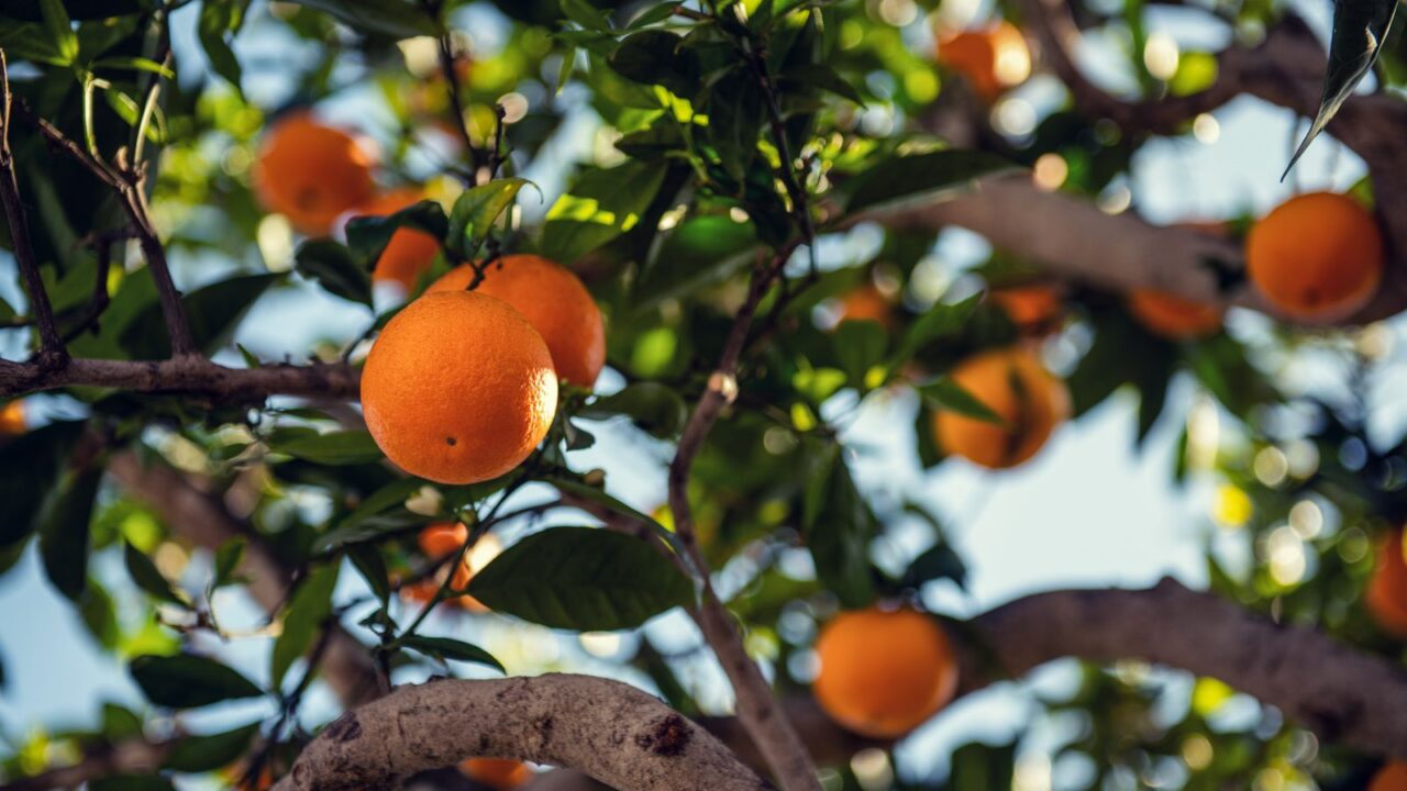 日差しを浴びて実をつけるオレンジの木(果皮と葉で組み立てた Hermès Eau d'Orange Verte の世界観イメージ)