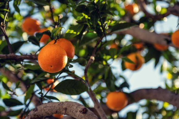 日差しを浴びて実をつけるオレンジの木(果皮と葉で組み立てた Hermès Eau d'Orange Verte の世界観イメージ)