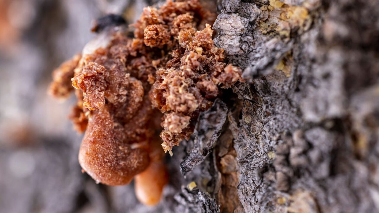 樹皮からしみ出す琥珀色の樹脂のマクロ写真(アンバー系の起点である Guerlain Shalimar の世界観イメージ)