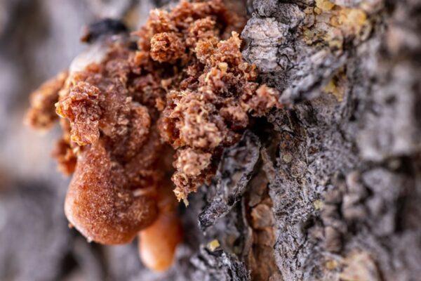 樹皮からしみ出す琥珀色の樹脂のマクロ写真(アンバー系の起点である Guerlain Shalimar の世界観イメージ)